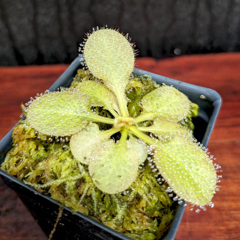 Drosera x Andromeda Sundew in a small pot with pale oval leaves fringed by dew-covered tentacles