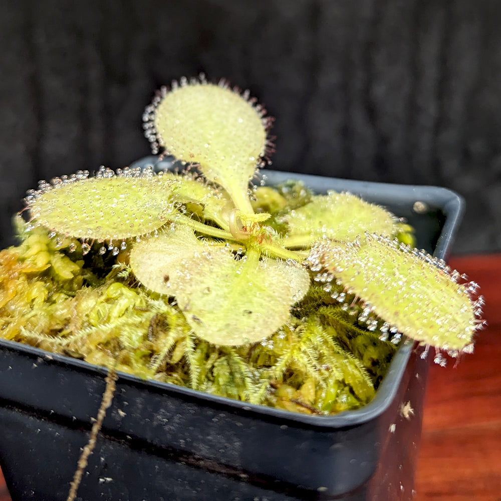 
                      
                        Drosera x 'Andromeda' Sundew
                      
                    