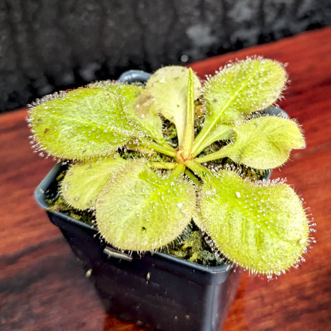 Drosera schizandra Notched Heart-Leaf Sundew with a rosette of oval fuzzy leaves and dew along the leaf edges