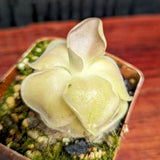Pinguicula 'Sethos'