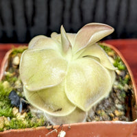Pinguicula 'Sethos' Butterwort