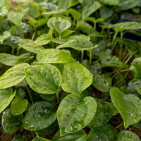 Anthurium magnificum x debilis, CAR-0369