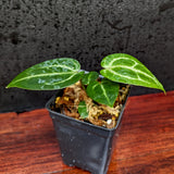 Anthurium 'Voss', CAR-0372