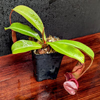 Nepenthes Maggie Jones x {(rokko x boschiana) x [rokko x (fusca x spectabilis)] x TM]} , CAR-0085, pitcher plant, carnivorous plant, collectors plant, large pitchers, rare plants