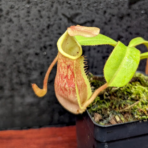 Nepenthes Sunstride pitcher plant with a pale yellow rimmed pitcher showing pink red markings beside a green leaf