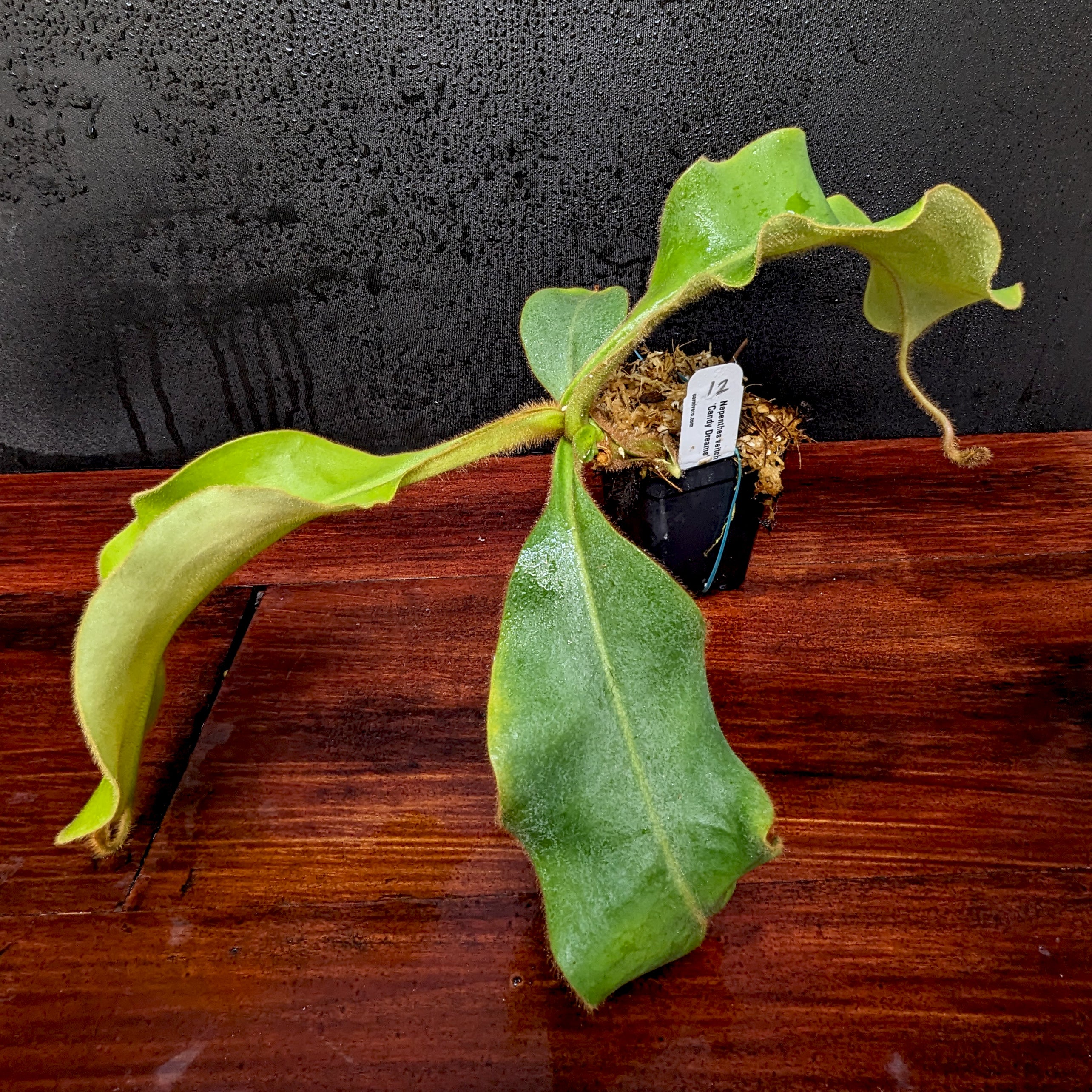 Nepenthes veitchii 
