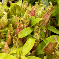 Nepenthes ampullaria [Tricolor x (William's Red x Harlequin)], CAR-0198