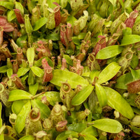 Nepenthes ampullaria [Tricolor x (William's Red x Harlequin)], CAR-0198