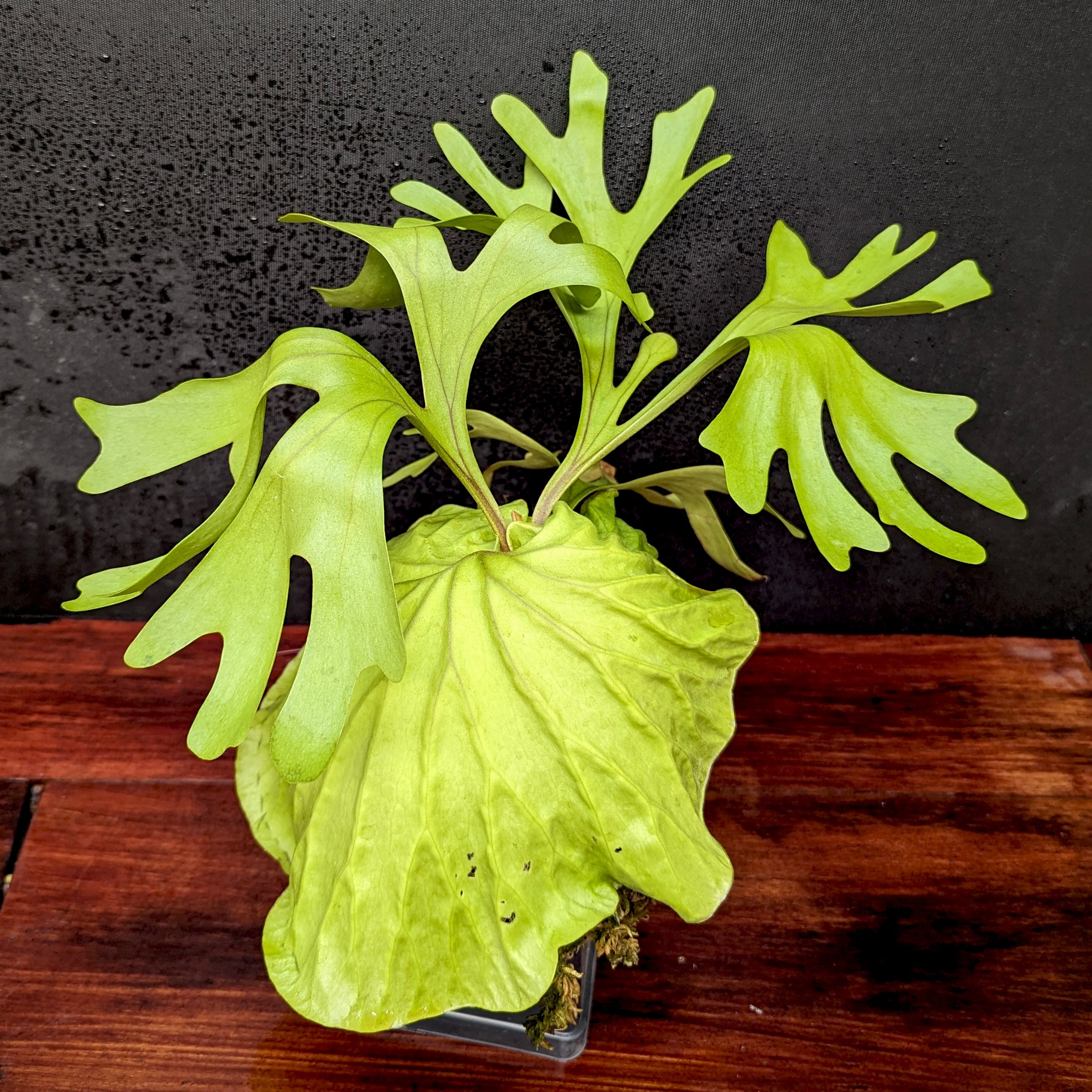 Platycerium ridleyi, Ridley's Staghorn Fern – Carnivero