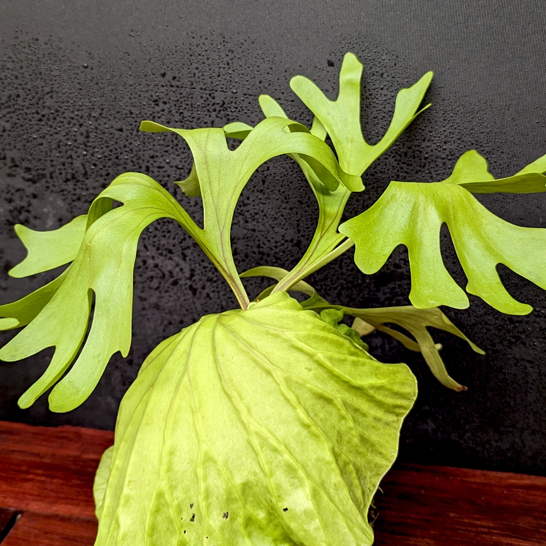 Platycerium Ridleyi（リドレイ）Lサイズ Platycerium ridleyi, Ridley's Staghorn Fern – Carnivero