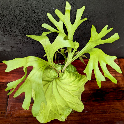 Ridley’s staghorn fern with lime green lobed fronds arising from a shield leaf