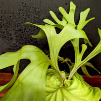 Platycerium ridleyi, Ridley's Staghorn Fern