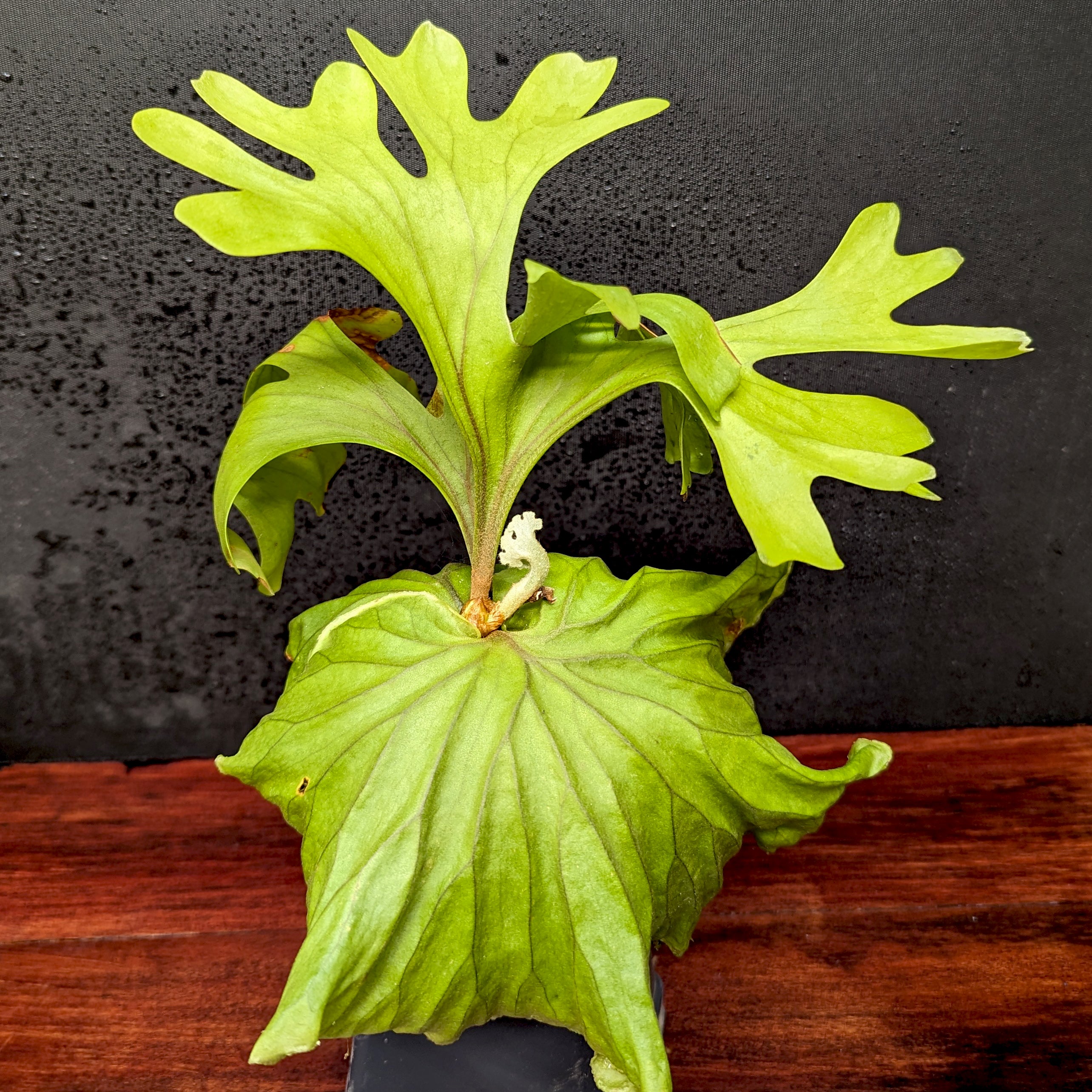 Platycerium ridleyi, Ridley's Staghorn Fern – Carnivero