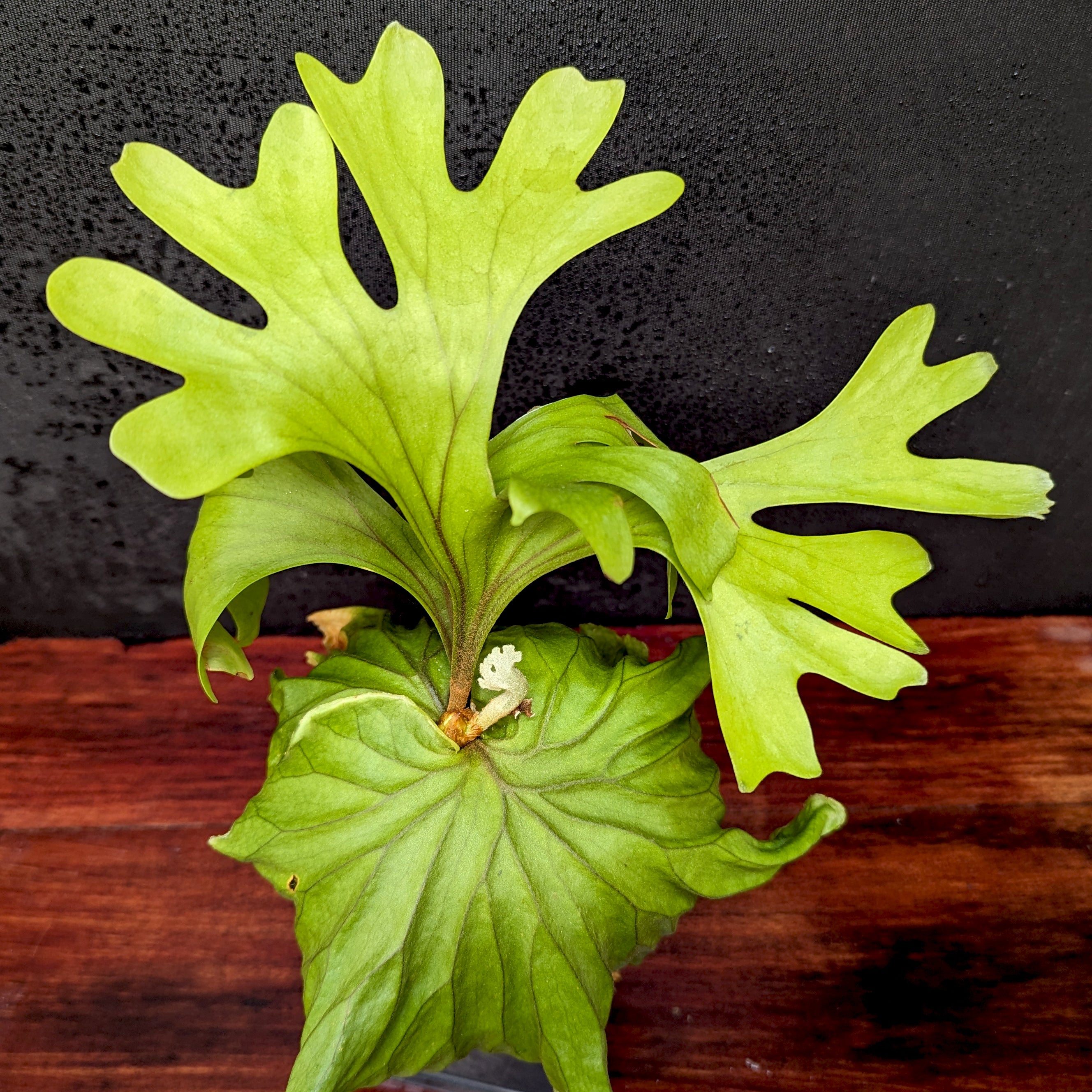 Platycerium ridleyi, Ridley's Staghorn Fern – Carnivero