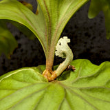 Platycerium ridleyi, Ridley's Staghorn Fern