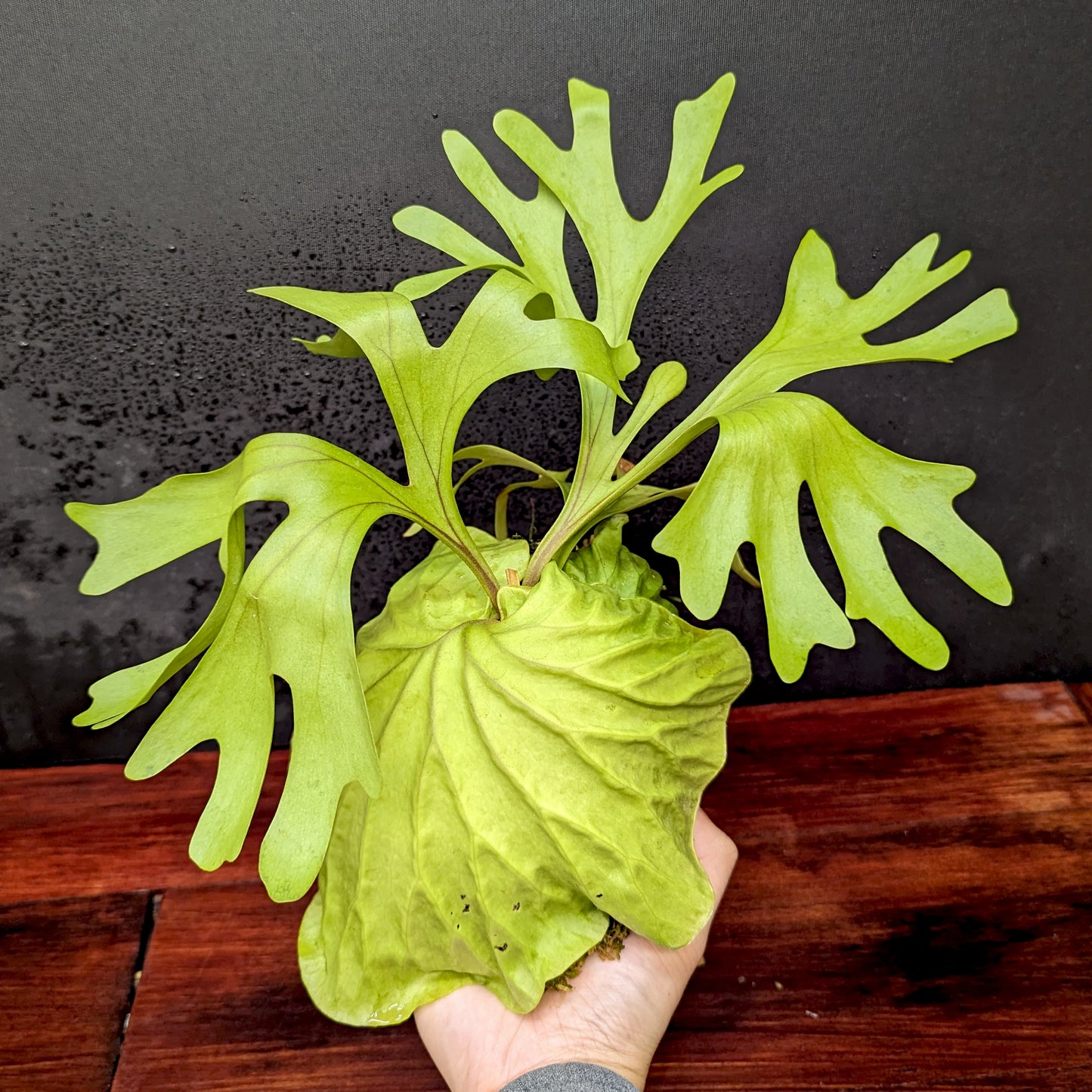 Platycerium ridleyi, Ridley's Staghorn Fern