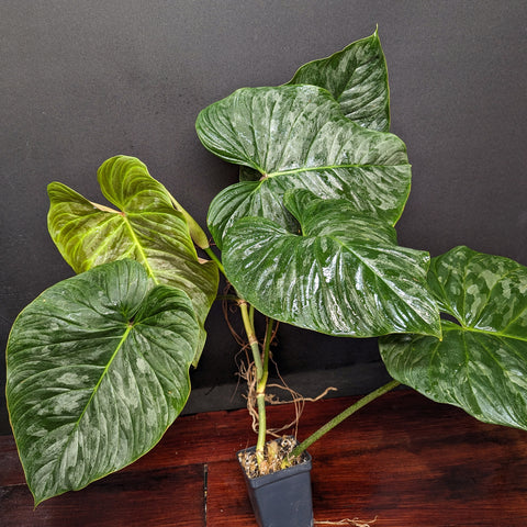 Philodendron Majestic plant with large glossy green leaves and silver marbling