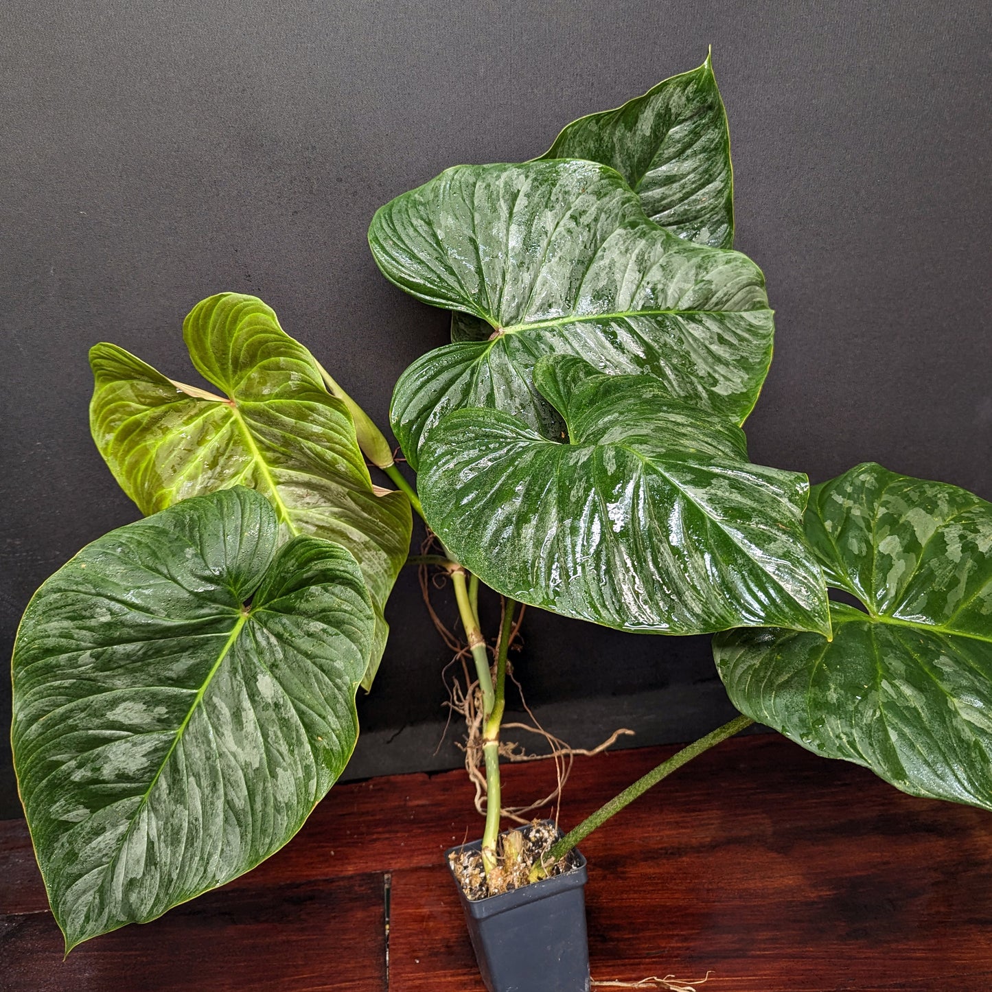 philodendron majestic care Philodendron Majestic (sodiroi x verrucosum) – Carnivero