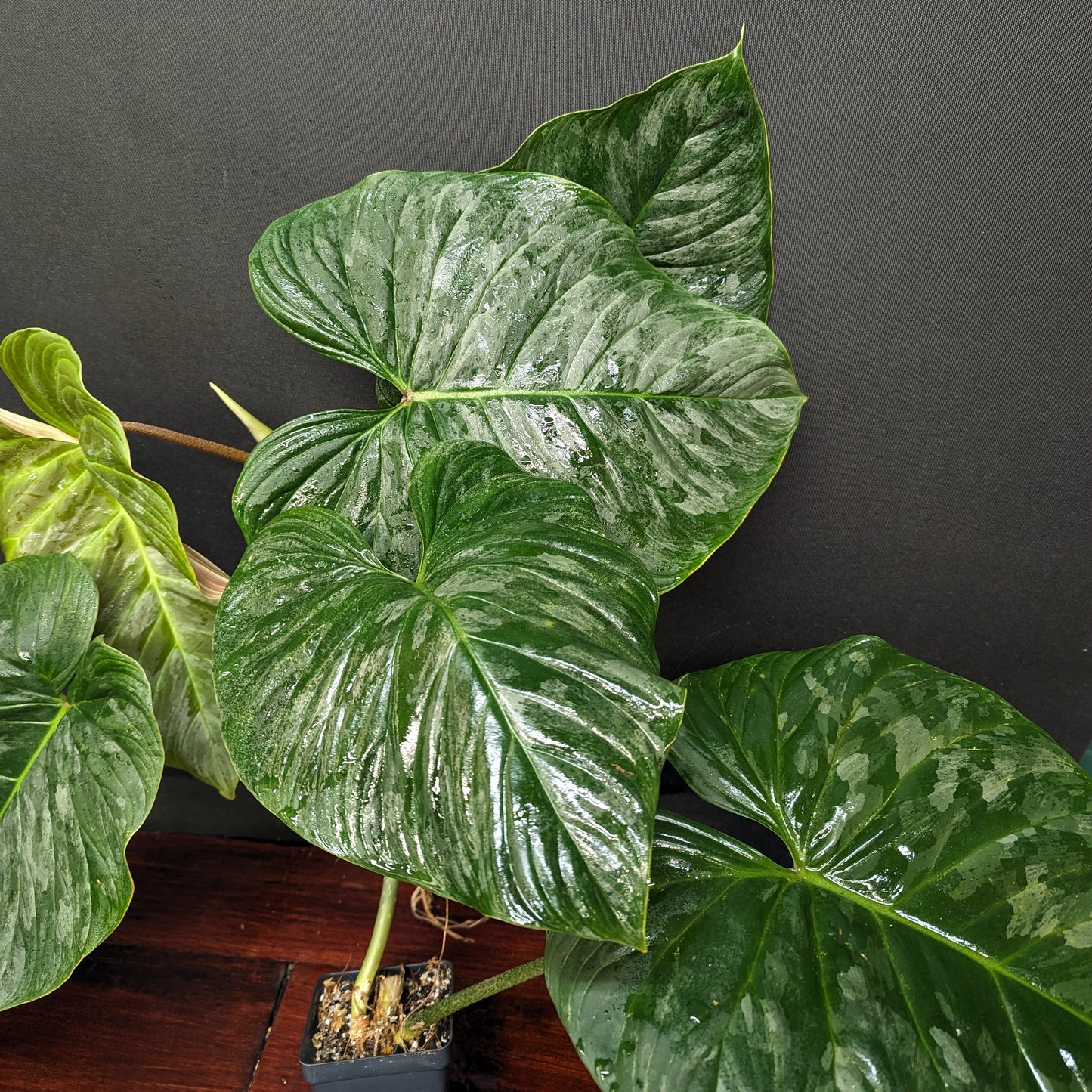philodendron 68696 Philodendron Majestic (sodiroi x verrucosum) – Carnivero