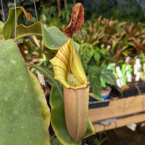 Nepenthes veitchii Bareo Highlands CK with a tall beige pitcher and striped hood.