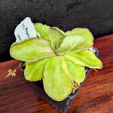 Pinguicula 'Razzberry Blonde' Variegated Butterwort