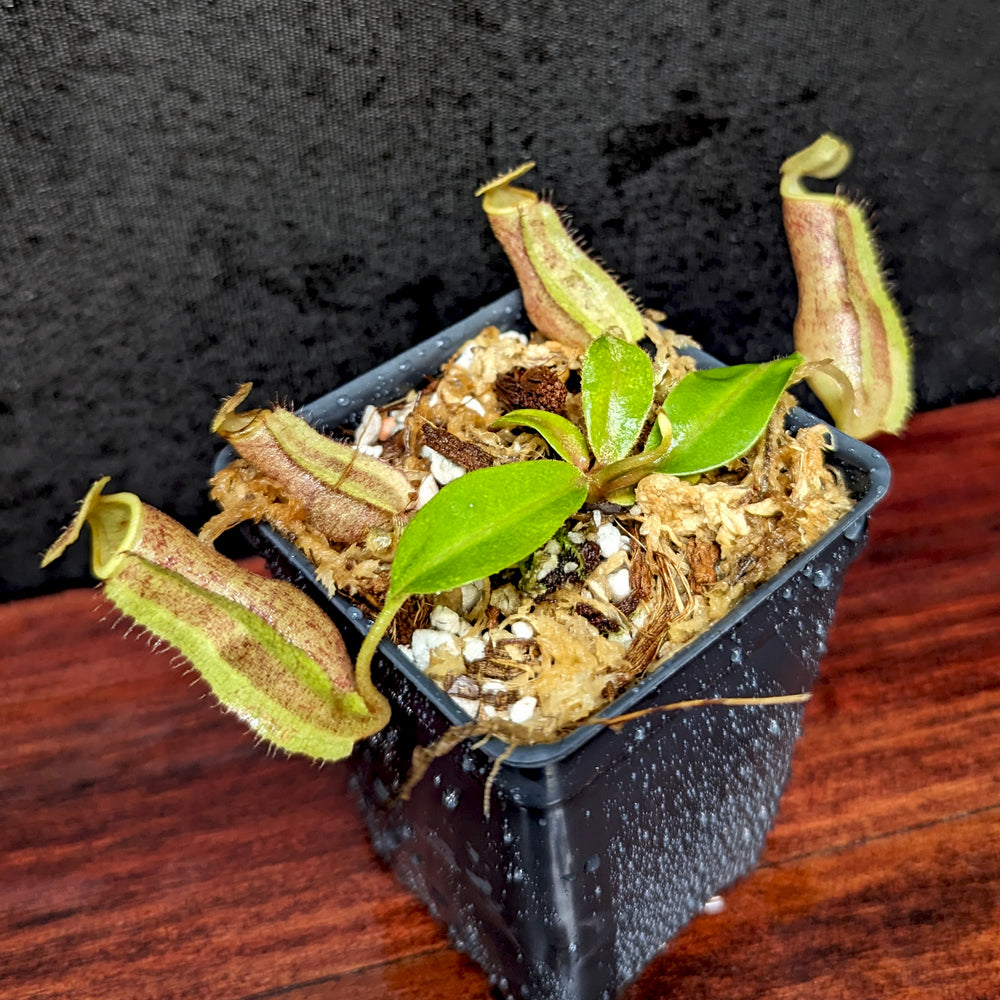 
                      
                        Nepenthes boschiana EP x veitchii 'Cobra', CAR-0302
                      
                    