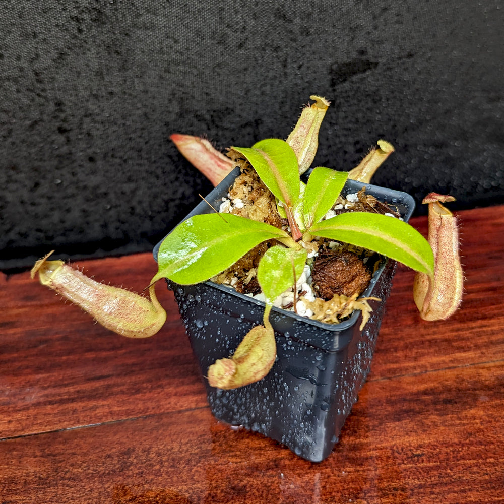 
                      
                        Nepenthes boschiana EP x veitchii 'Cobra', CAR-0302
                      
                    