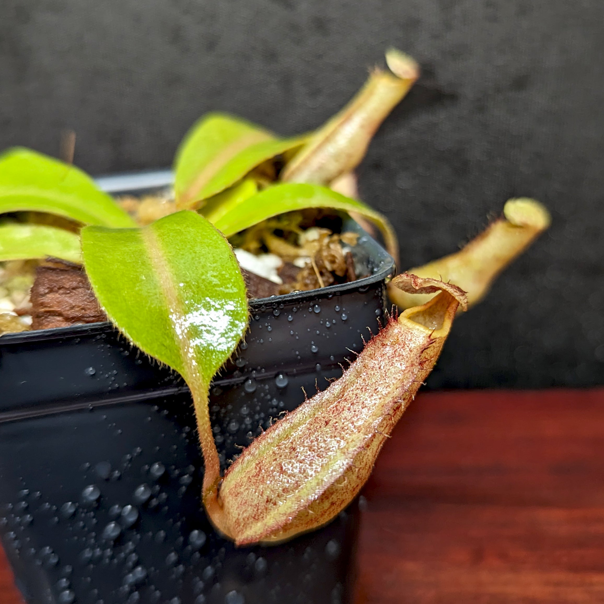 Nepenthes boschiana EP x veitchii 'Cobra', CAR-0302 – Carnivero