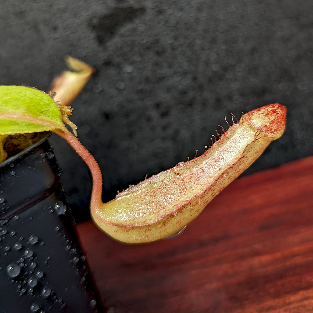 
                      
                        Nepenthes boschiana EP x veitchii 'Cobra', CAR-0302
                      
                    