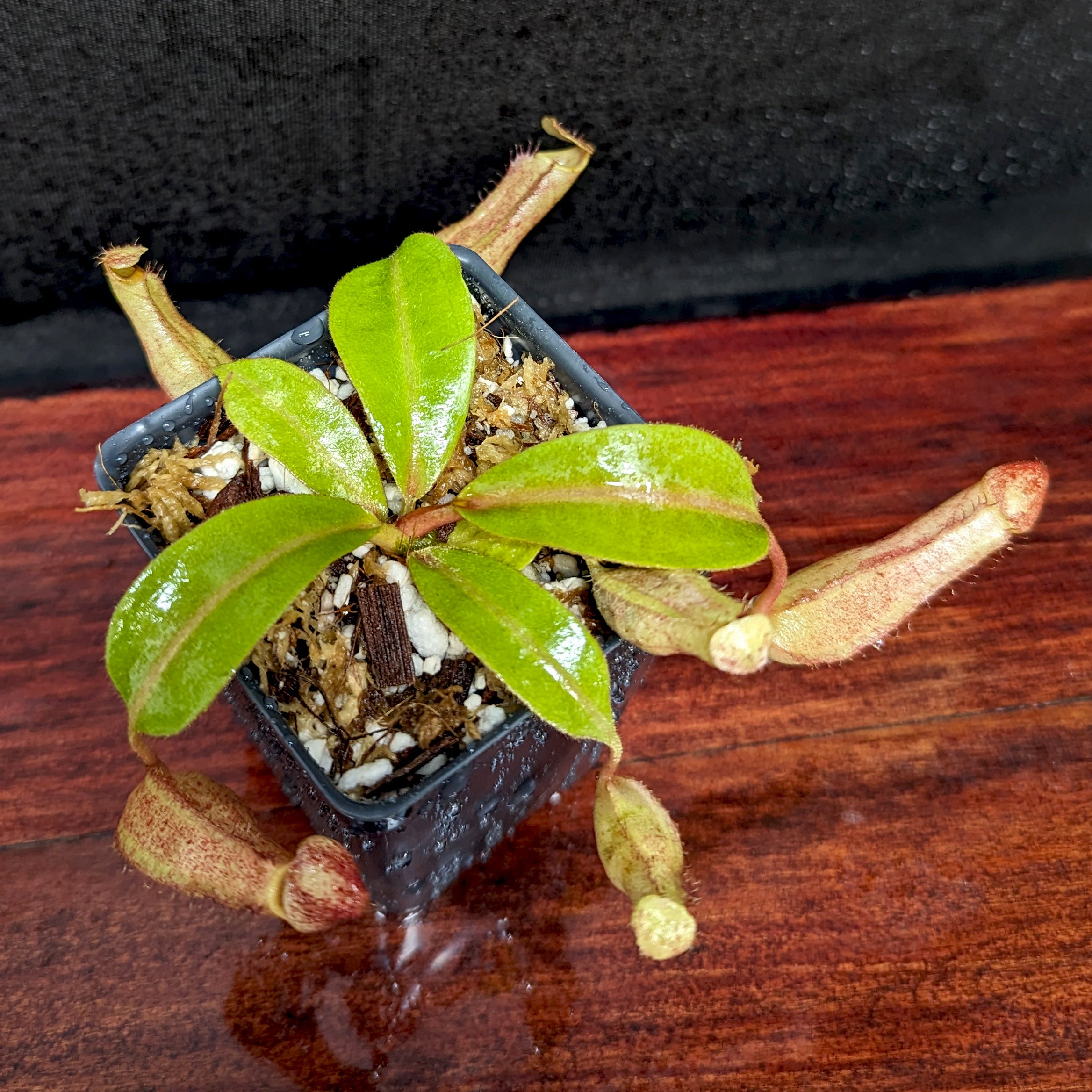 Nepenthes boschiana EP x veitchii 'Cobra', CAR-0302 – Carnivero