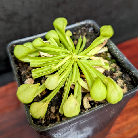 Sarracenia psittacina f heterophylla young plant with lime green upright leaves arranged in a rosette