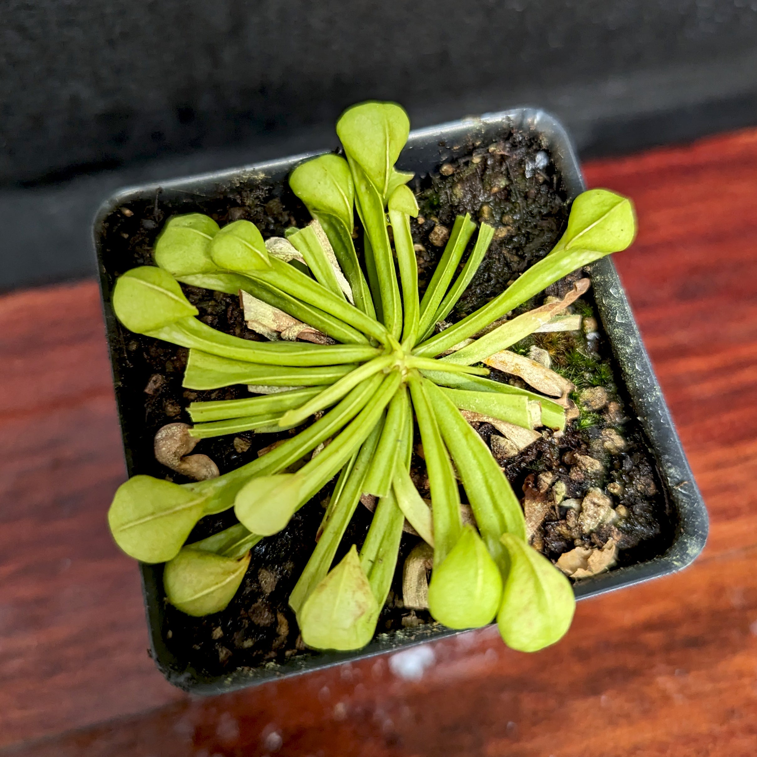 Sarracenia psittacina f. heterophylla – Carnivero