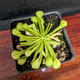 Sarracenia psittacina f. heterophylla