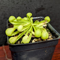 Sarracenia psittacina f. heterophylla