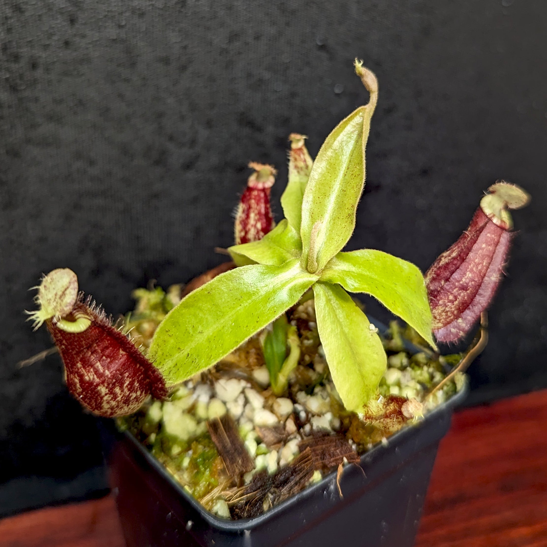 Nepenthes rafflesiana x ampullaria 'Black Miracle', CAR-0121