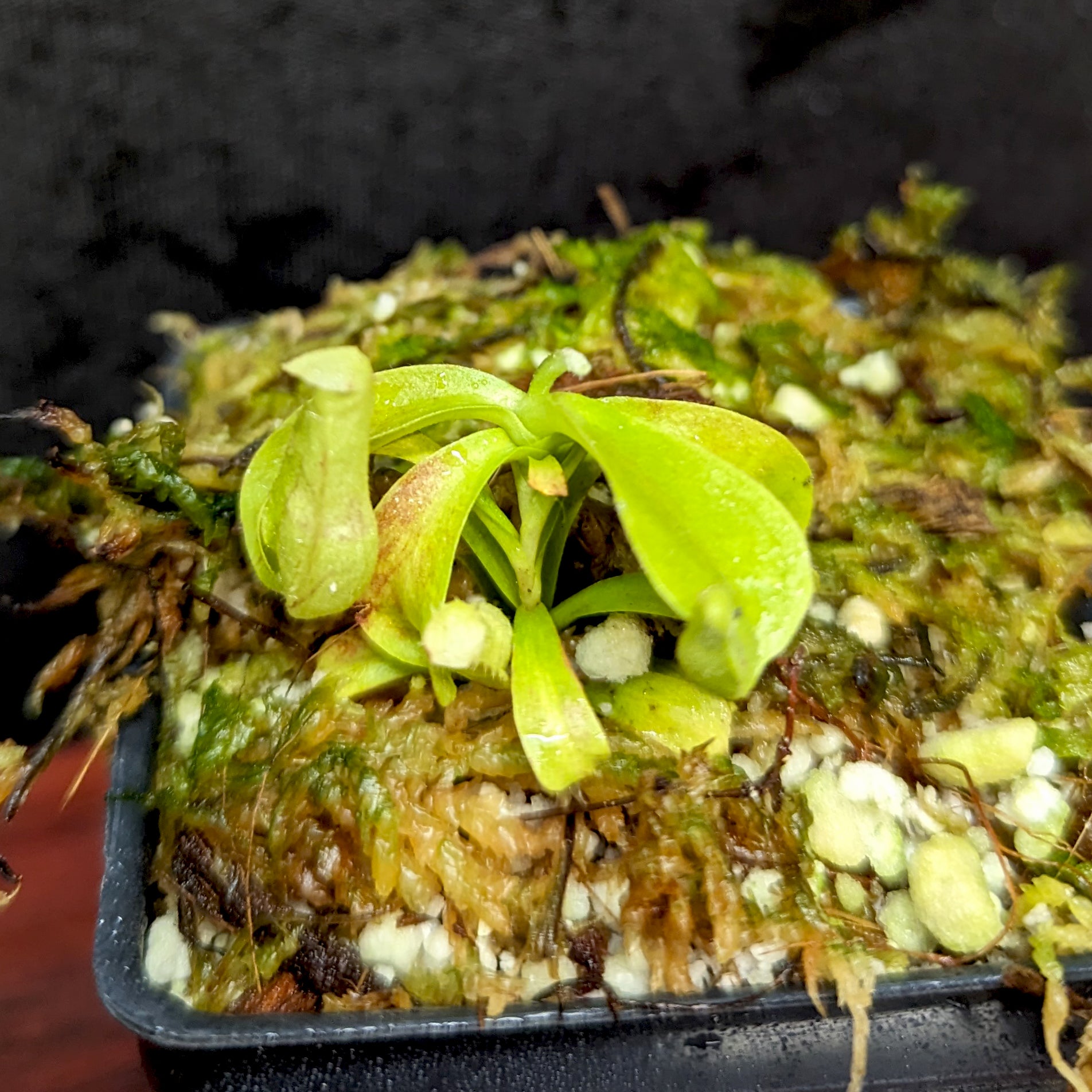 Nepenthes rafflesiana JB x veitchii (Murud x Candy Stripe), CAR