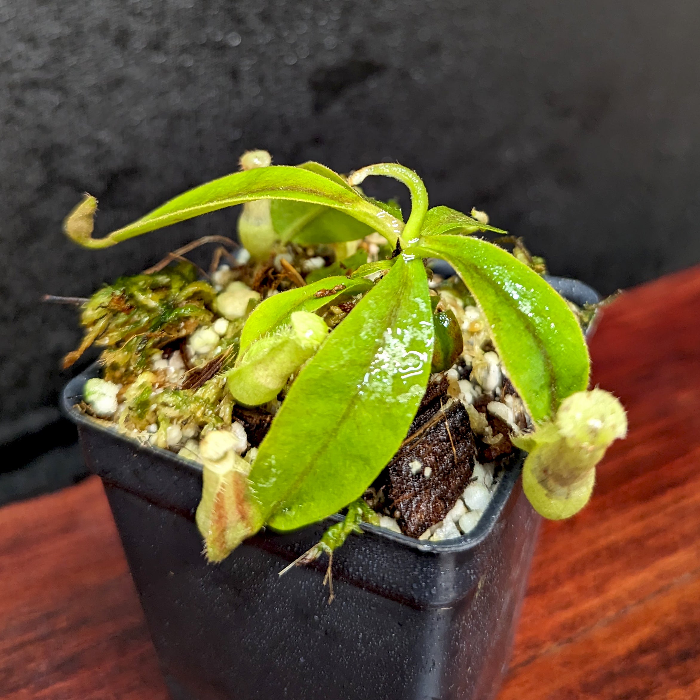 コリンシアン　ケジュマン　リペイント Nepenthes rafflesiana JB x veitchii (Murud x Candy Stripe), CAR