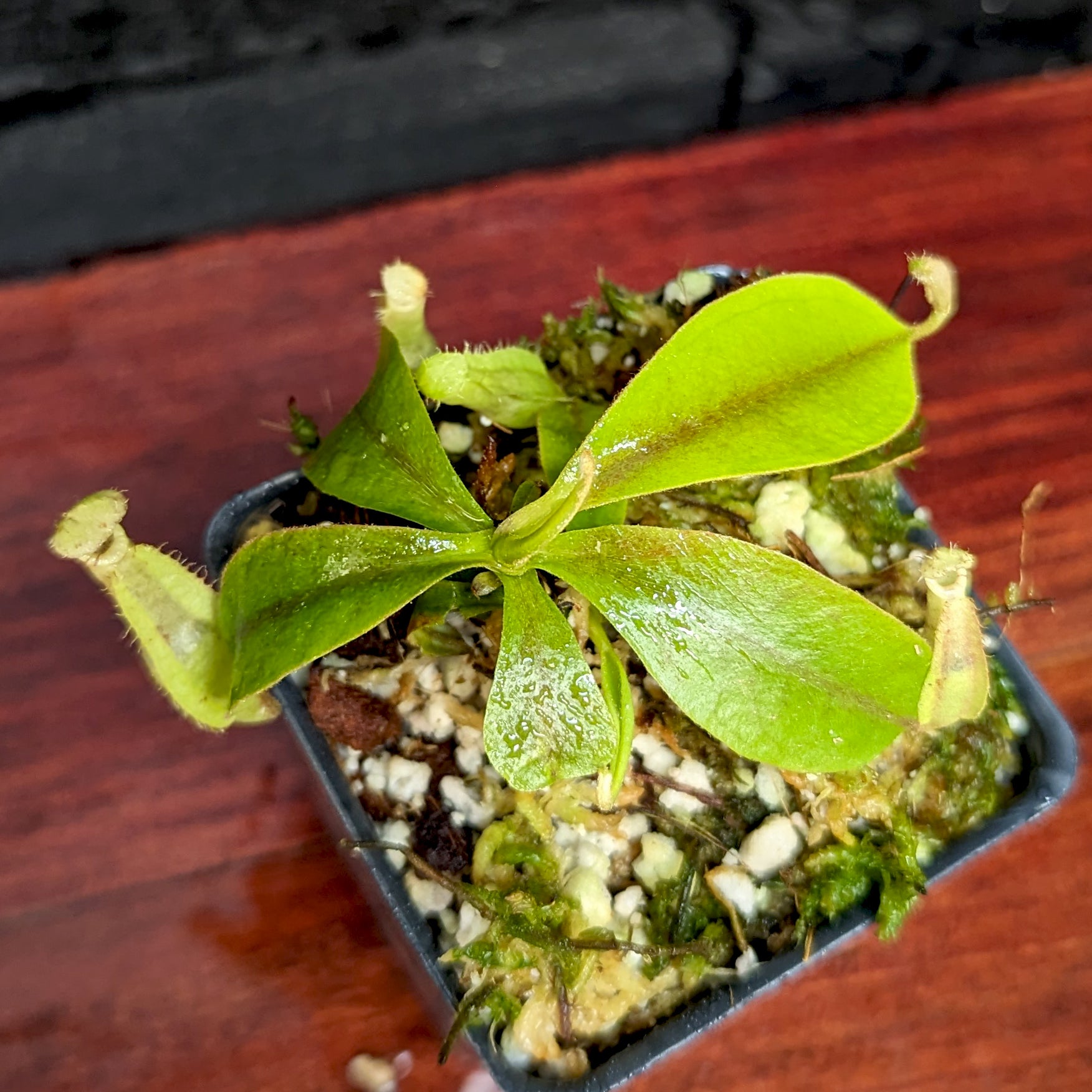 Nepenthes rafflesiana JB x veitchii (Murud x Candy Stripe), CAR