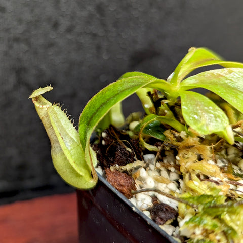Nepenthes rafflesiana JB x veitchii plant with bright green leaves and a tiny pitcher forming at the left in a small pot.