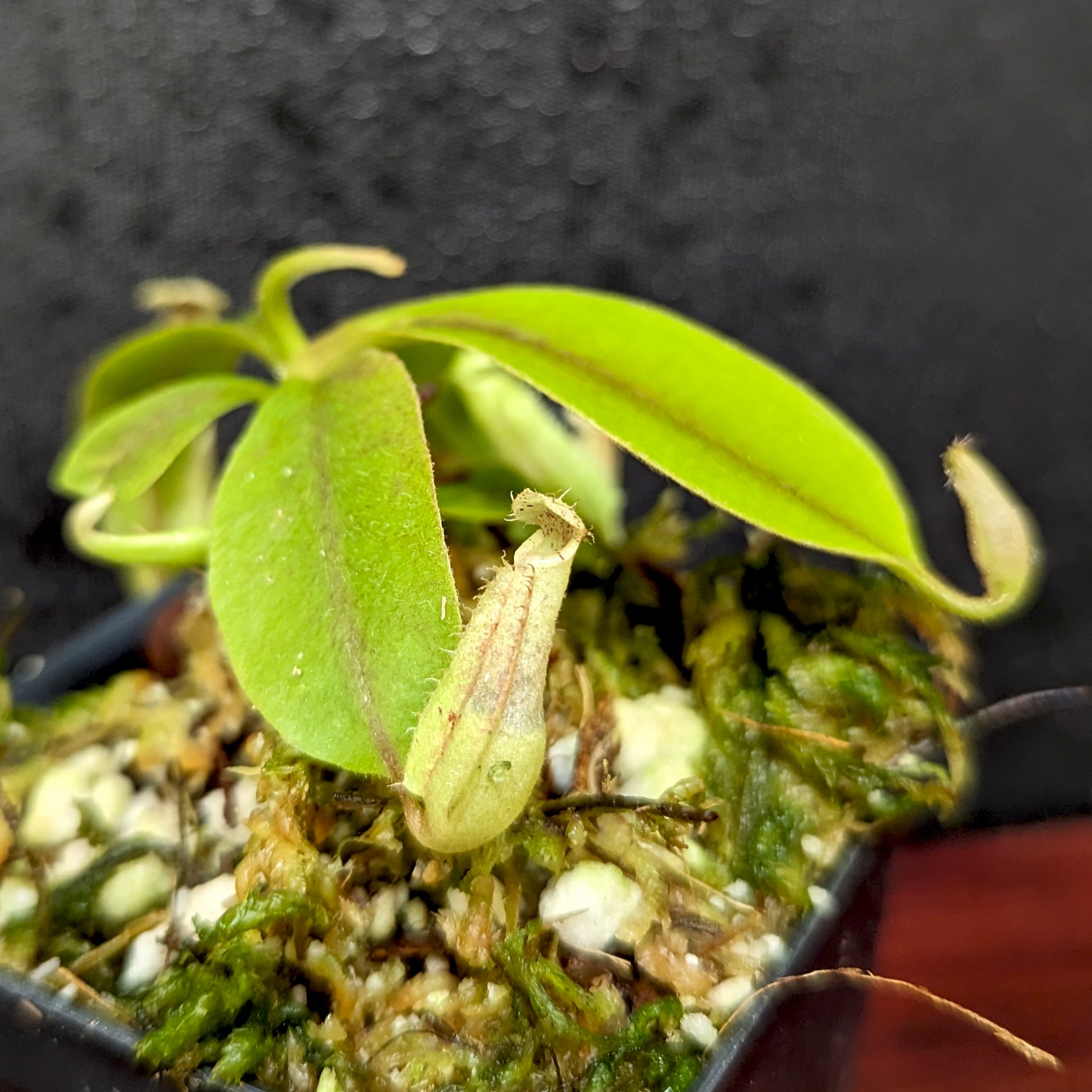 Nepenthes rafflesiana JB x veitchii (Murud x Candy Stripe), CAR