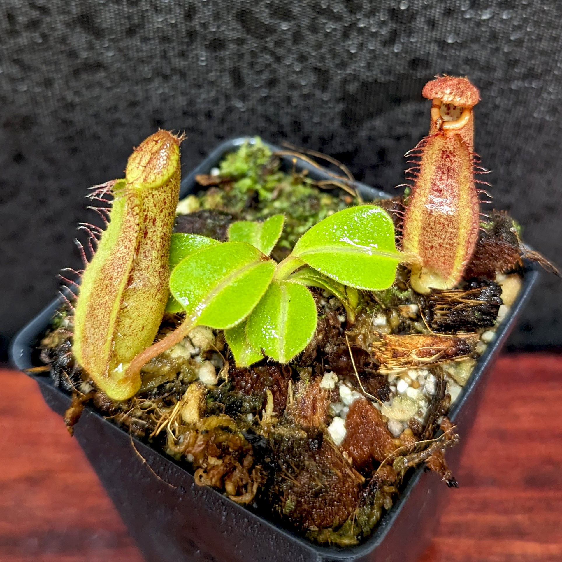 Nepenthes eymae EP x truncata (c) - Giant, CAR-0376 – Carnivero