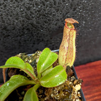 Nepenthes eymae EP x truncata (c) - Giant, CAR-0376