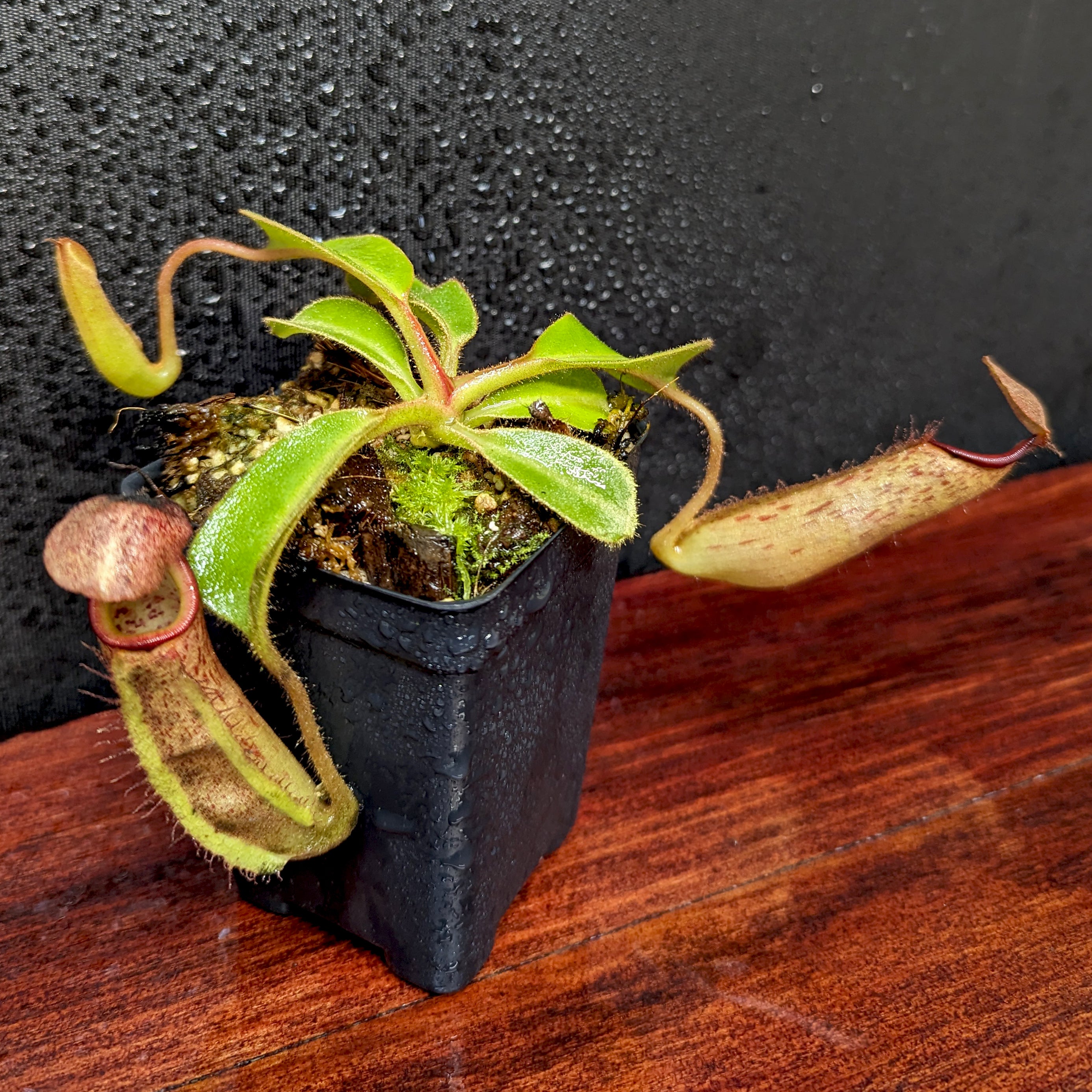 Nepenthes eymae EP x truncata (c) - Giant, CAR-0376 – Carnivero