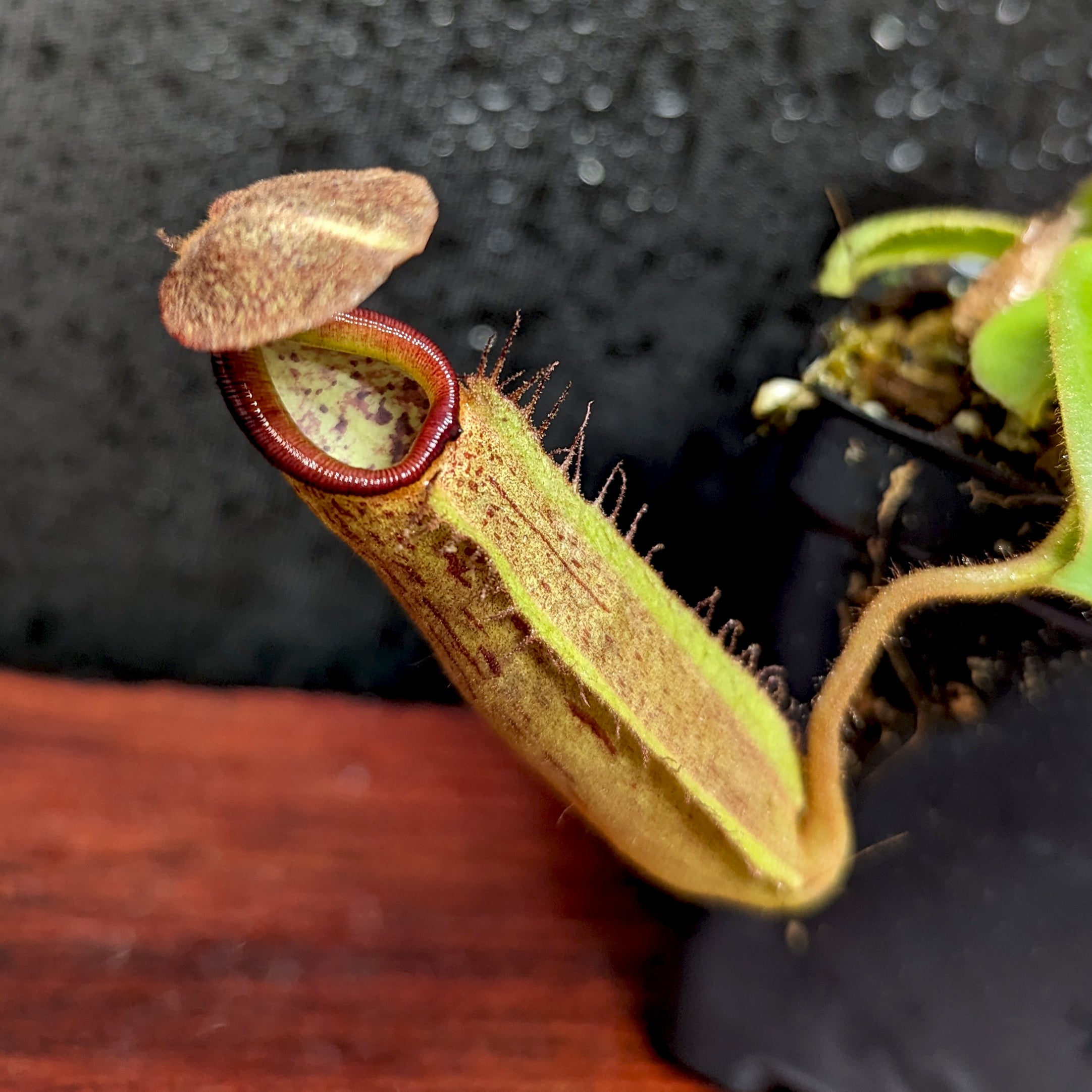 Nepenthes eymae EP x truncata (c) - Giant, CAR-0376 – Carnivero