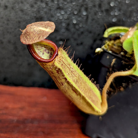 Giant Nepenthes eymae EP x truncata pitcher with a long pale green tube and a brown hood.