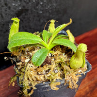 Nepenthes eymae EP x truncata (c) - Giant, CAR-0376