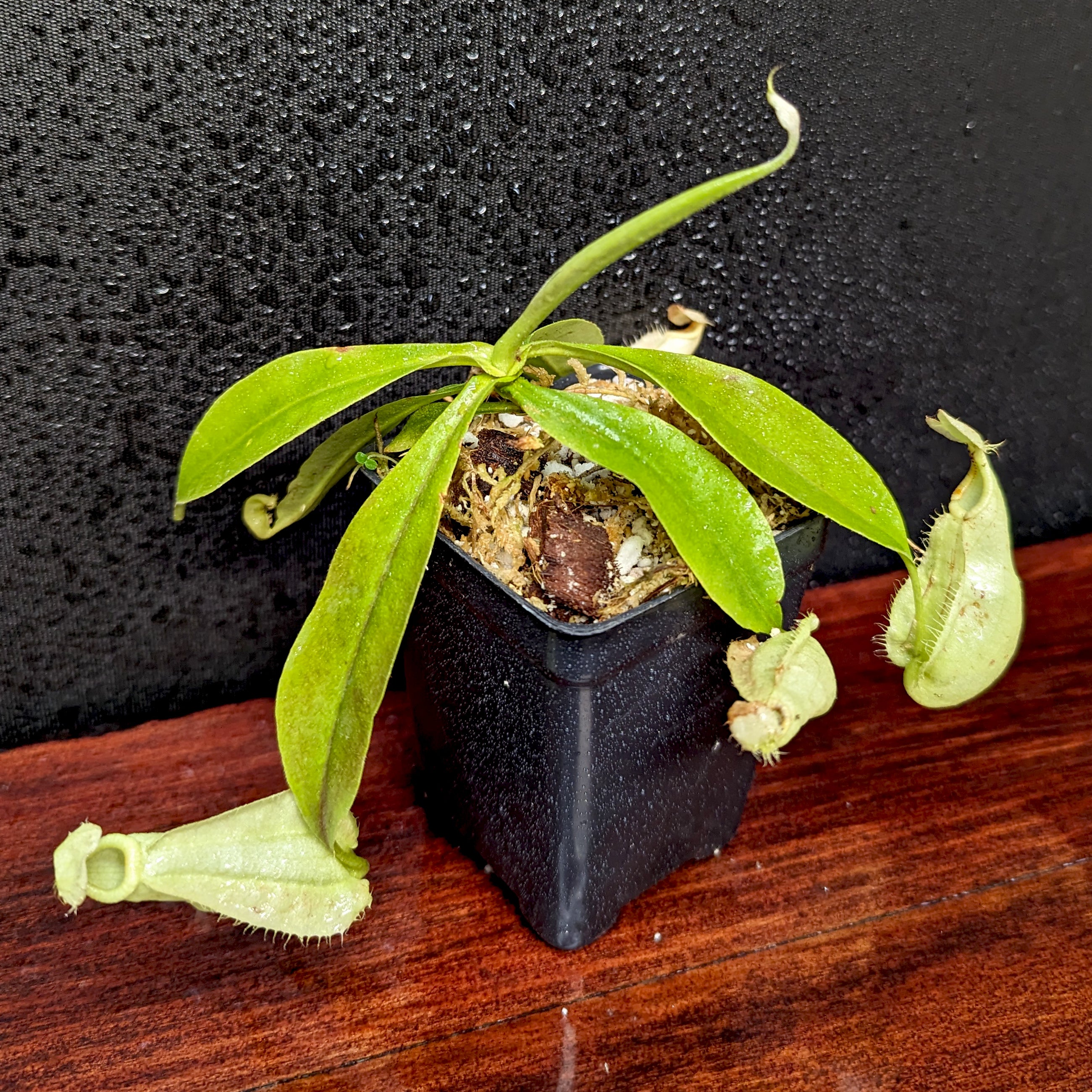ラフレシア Nepenthes rafflesiana JB x platychila 'BE white', CAR-0377 – Carnivero
