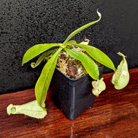 Nepenthes rafflesiana JB x platychila 'BE white', CAR-0377