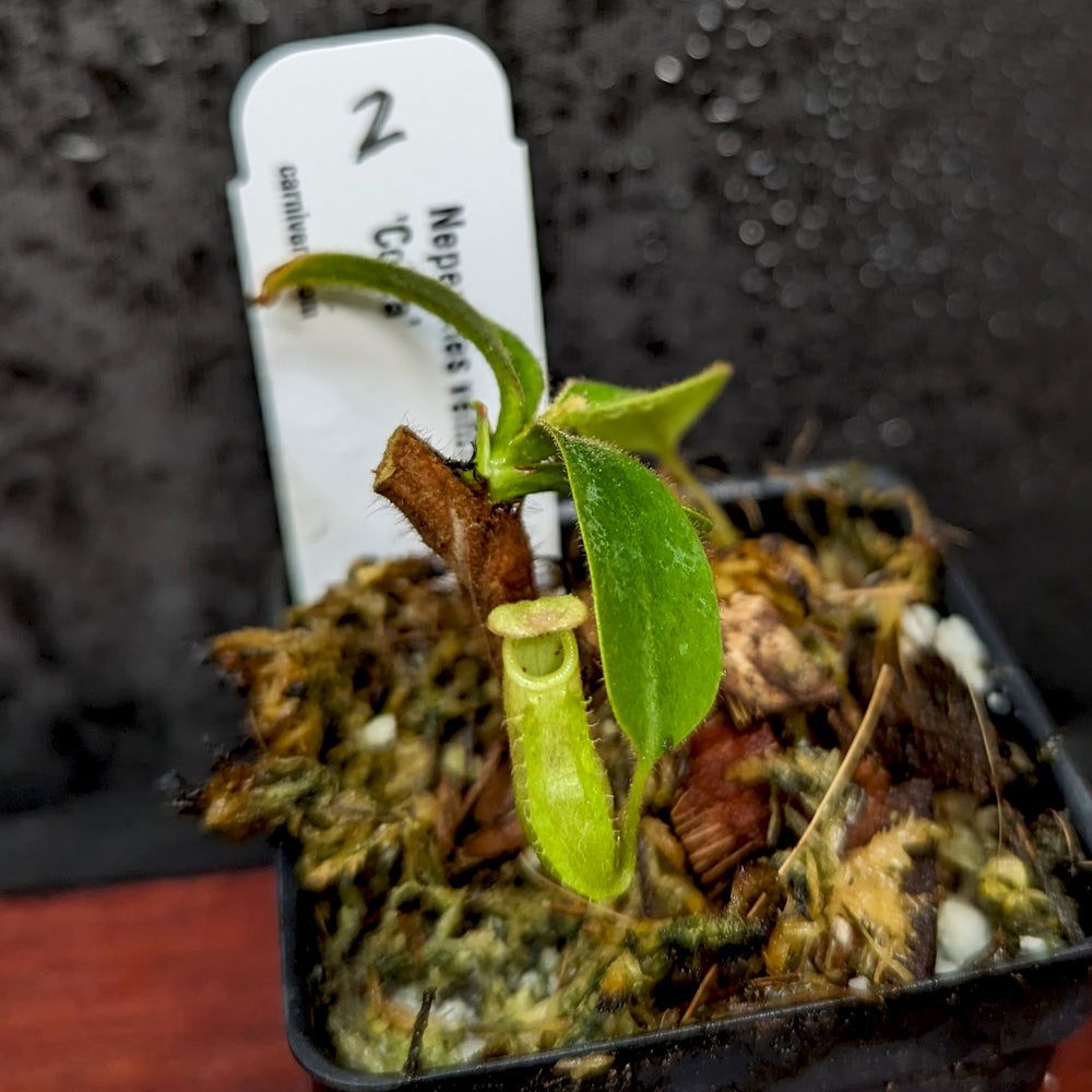 
                      
                        Nepenthes veitchii "Cobra"
                      
                    