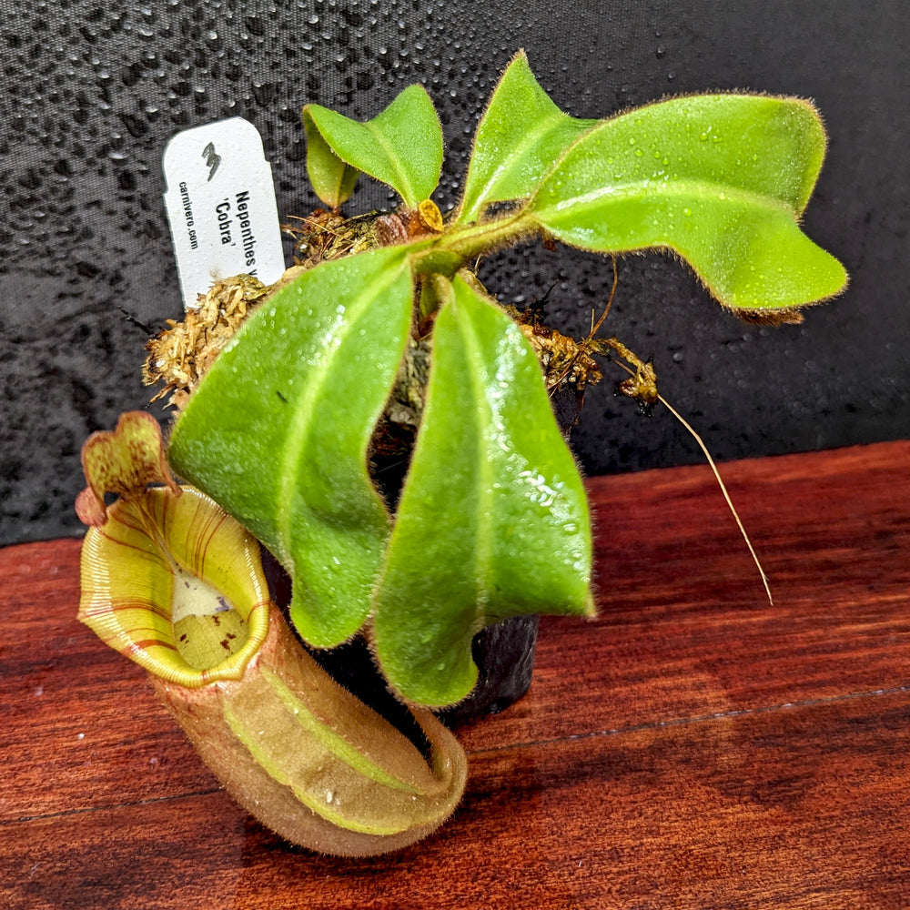 
                      
                        Nepenthes veitchii "Cobra"
                      
                    